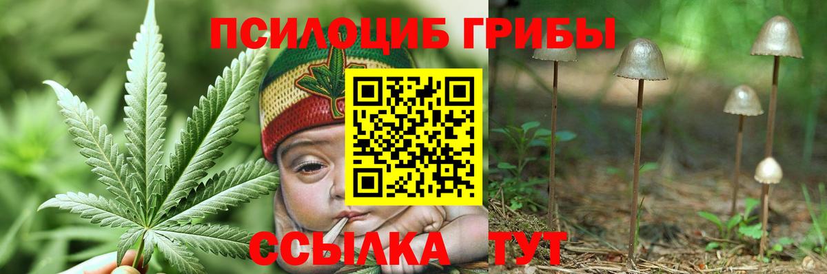 Псилоцибиновые грибы Psilocybe Туймазы
